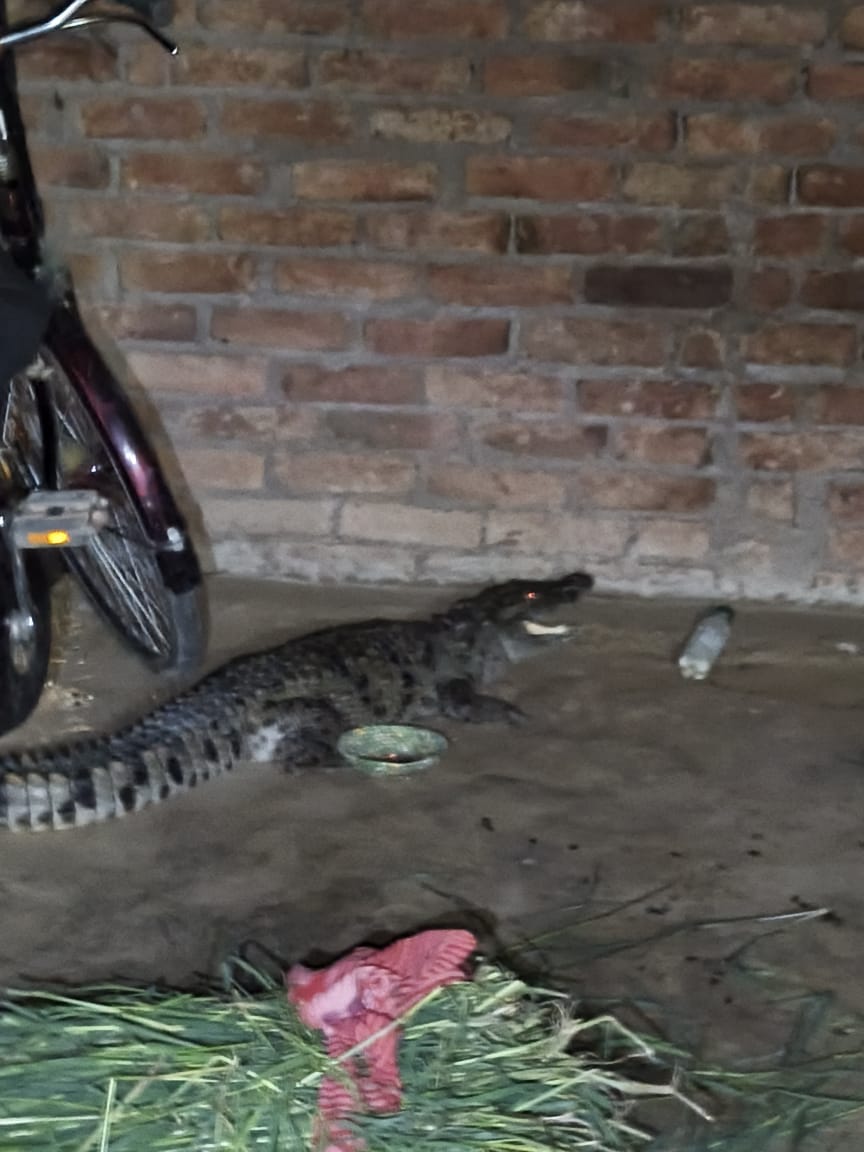 Crocodile enters house in Laharpur and Reusa