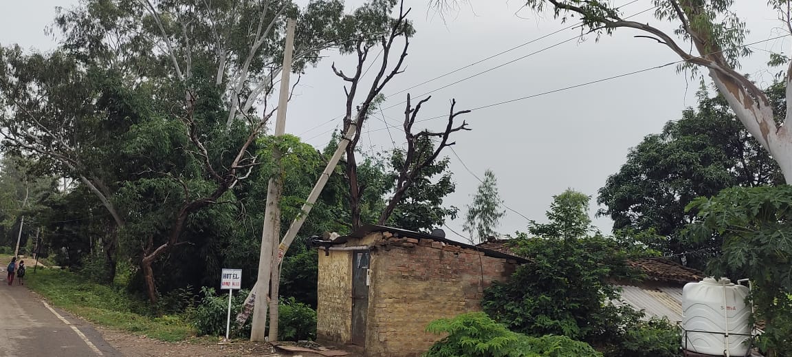 A 440-volt electric pole rests on a dry tree.