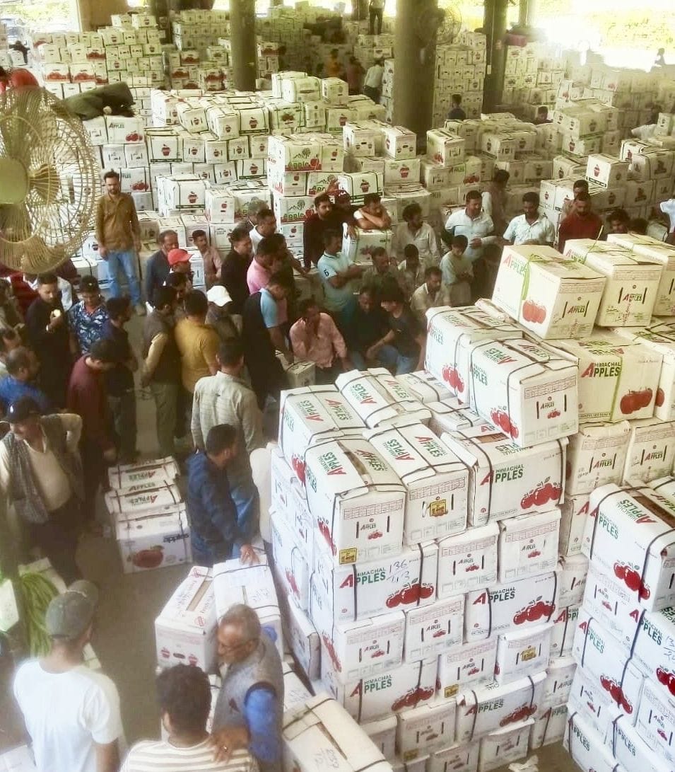 Apple season pace slows down in Upper Shimla