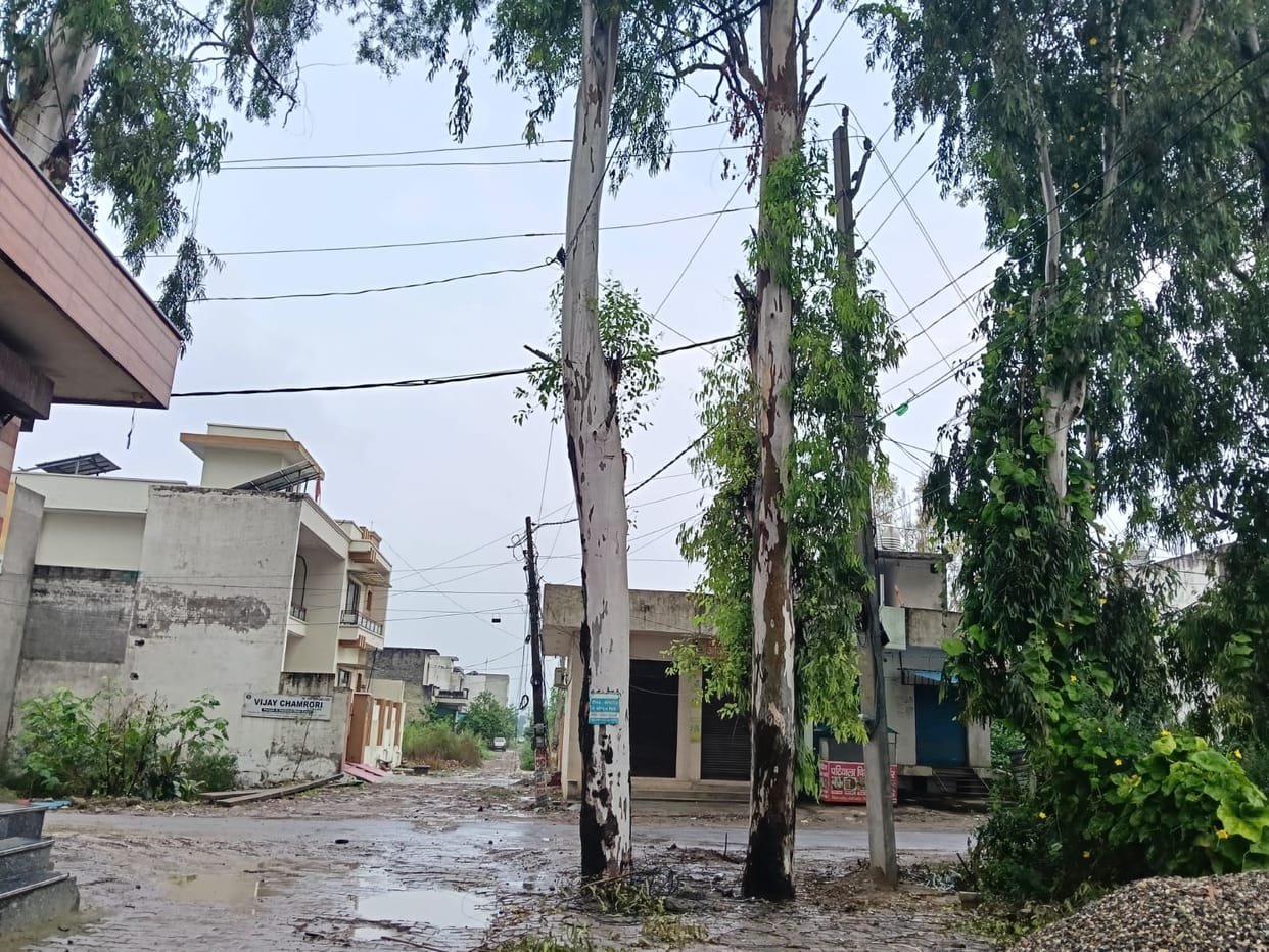 Two trees stand in the middle of the road, causing inconvenience to commuters