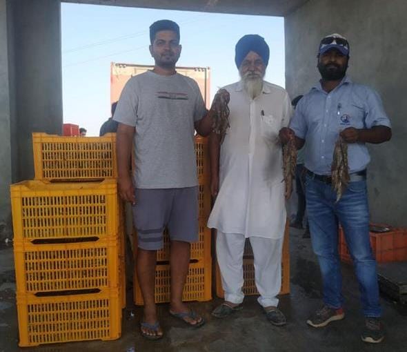 earning by shrimp farming