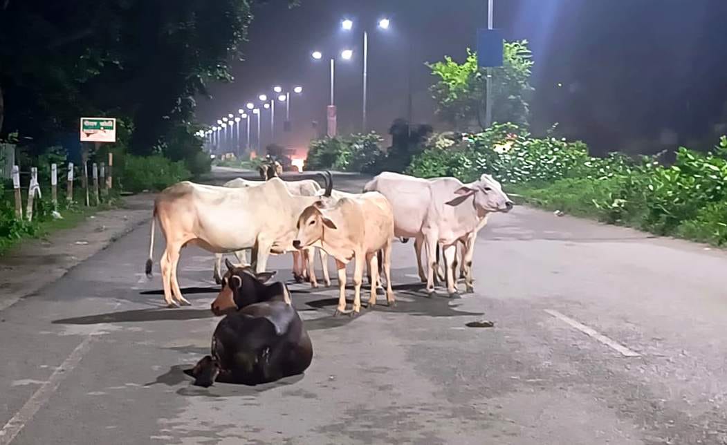 City's cow shelters full... cattle roaming the streets.