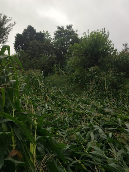 तूफान ने कपाहड़ा में बिछी मक्की की फसल। संवाद