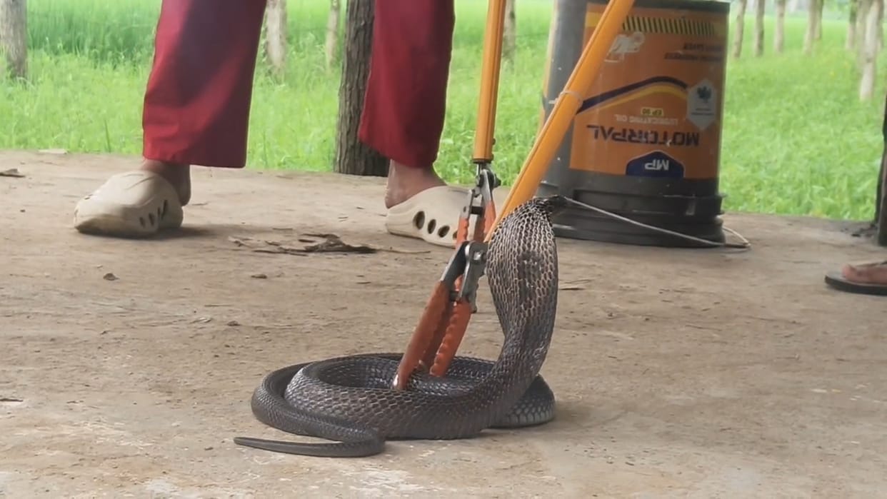 Cobra found in tubewell room in Malikpur Bangar