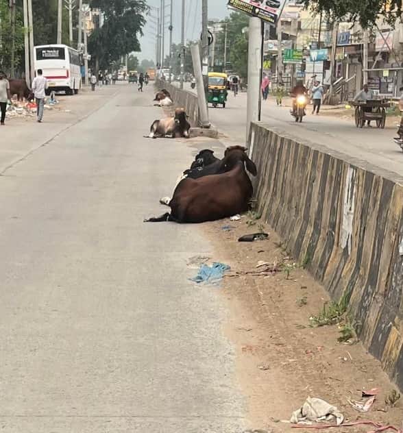 धारूहेड़ा में सड़क पर बैठे गोवंश। संवाद