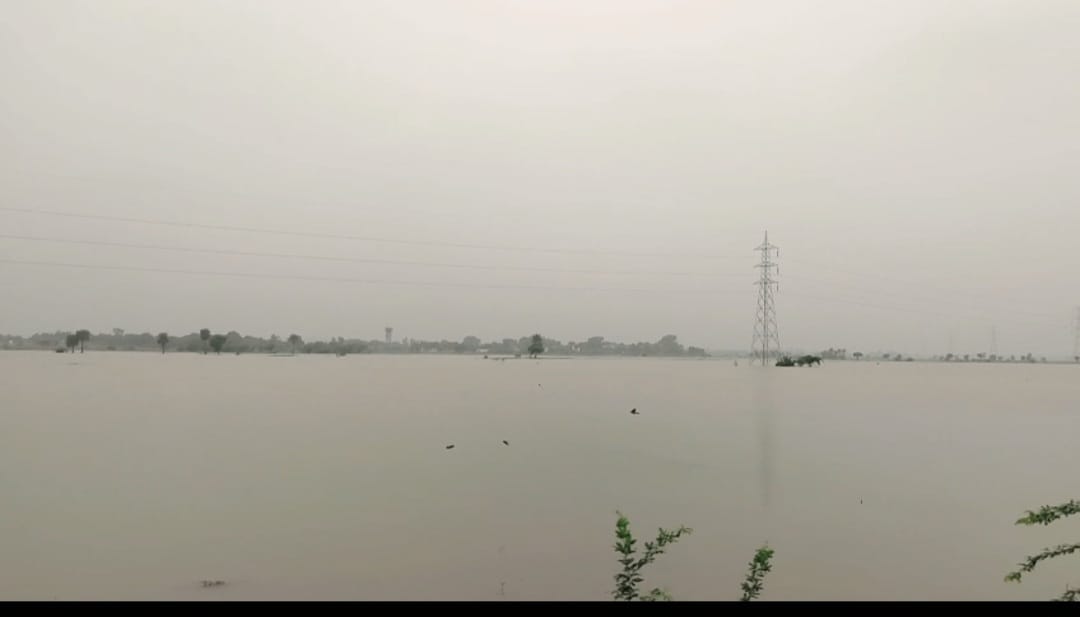 Crops across several bighas submerged due to rain and floods farmers worried
