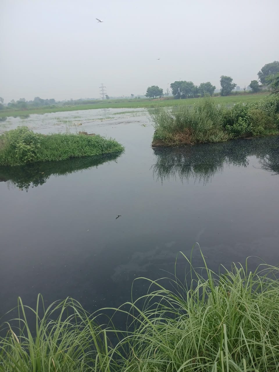 40 acres of farmland submerged in Chhadiya Yusufpur due to distributary breach.