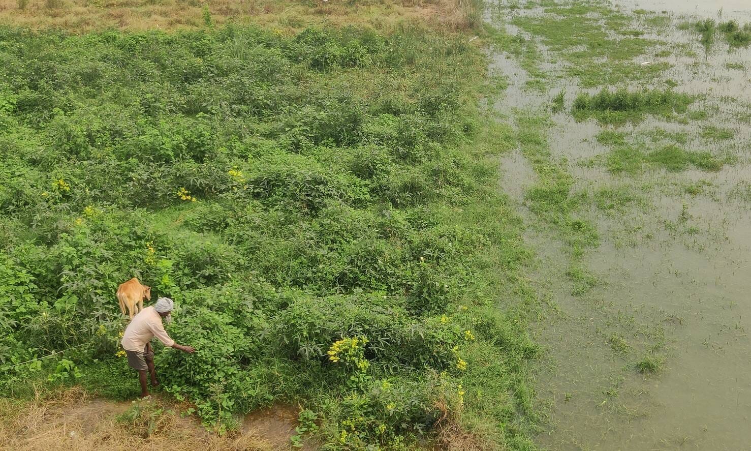 फोटो-41-बाढ़ का पानी खेतो में पहुचने से भिंडी की कच्ची फसल तोड़ता किसान। संवाद
