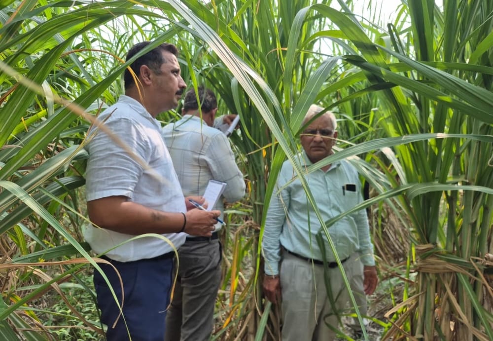 Scanty rainfall raises concerns for sugarcane farmers sugar recovery rate may drop.
