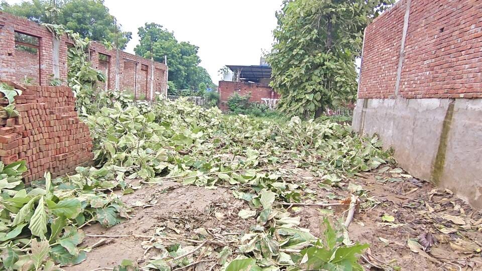 Saws used on teak trees; Forest Department seized the wood.