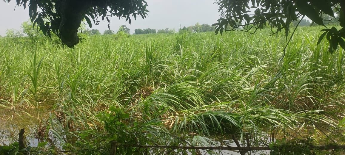Standing crops in the fields are rapidly being swallowed by the river due to erosion
