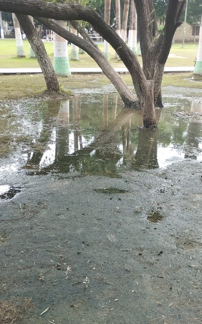 Waterlogging in parks causes inconvenience; demand for water harvesting.