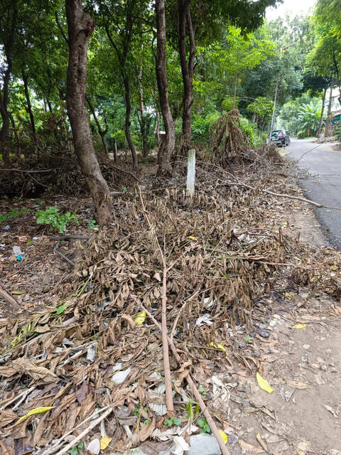 Twigs left by the roadside after tree pruning cause inconvenience to people.
