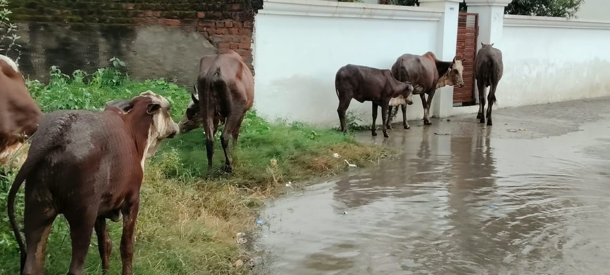 Stray cattle camp out again in city declared 'cattle-free'; residents distressed