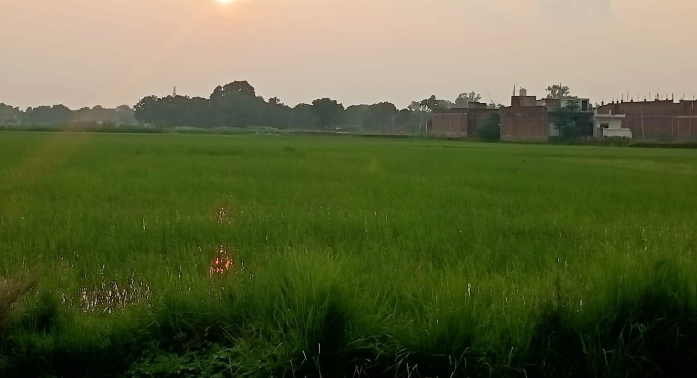 ज्ञानपुर के तेजीपुर में लगी धान की फसल। संवाद