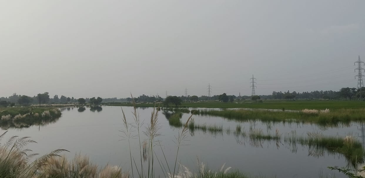 Crops submerged in water for a week