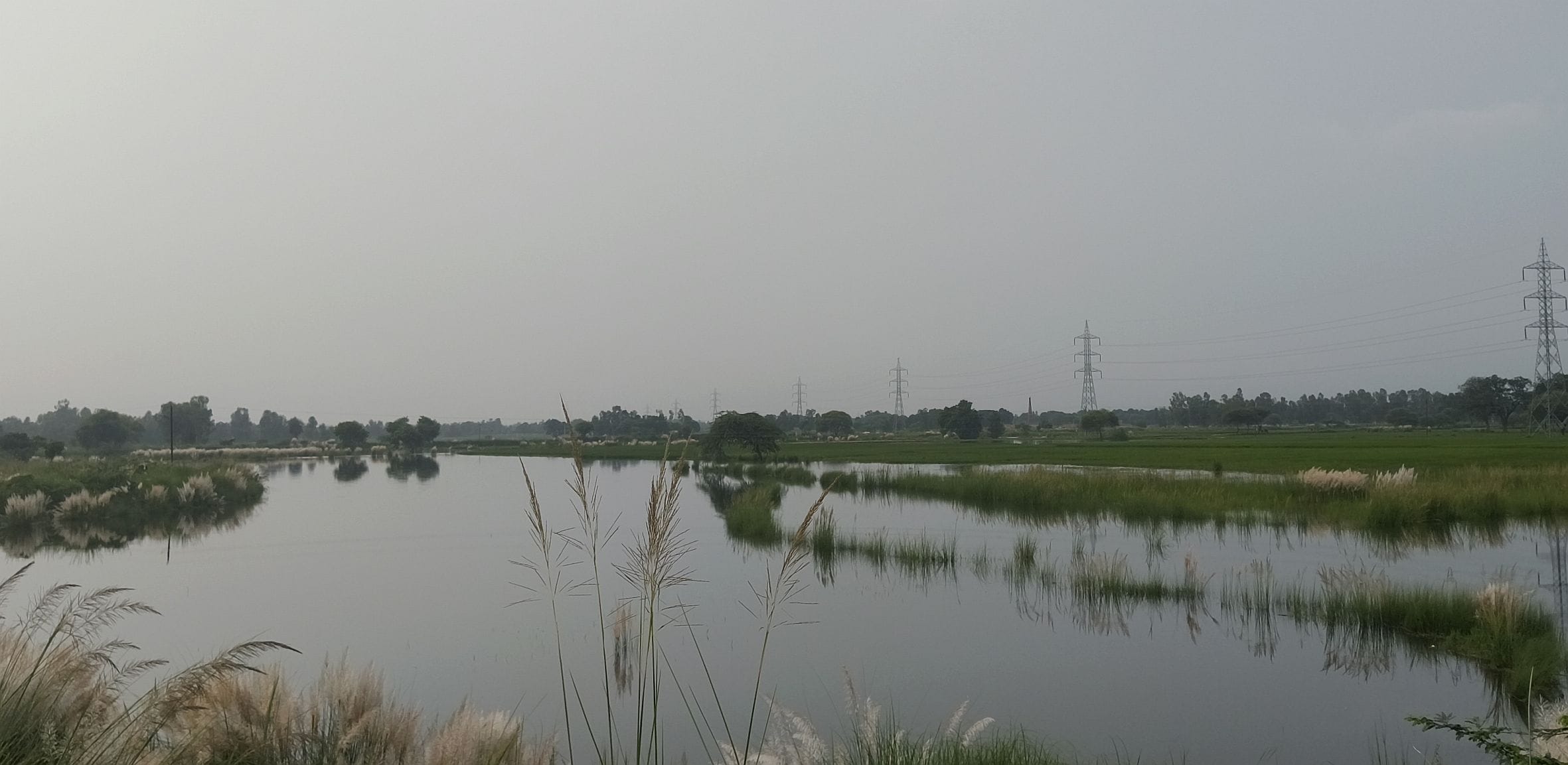  जायस के मट्टन नाला के उफान से फसलें हुई जलमग्न। -संवाद