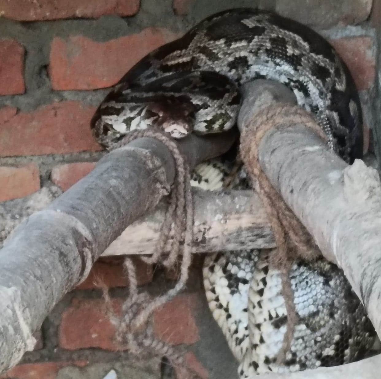 12-foot-long python enters goat farm; panic ensues.