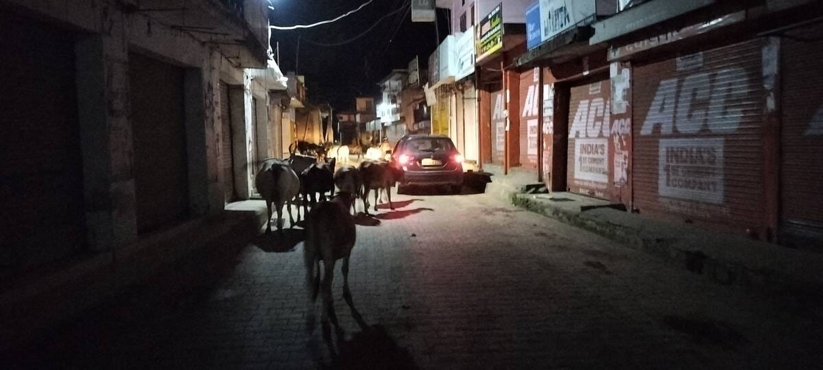 Claims amount to nothing; stray animals have made life miserable.