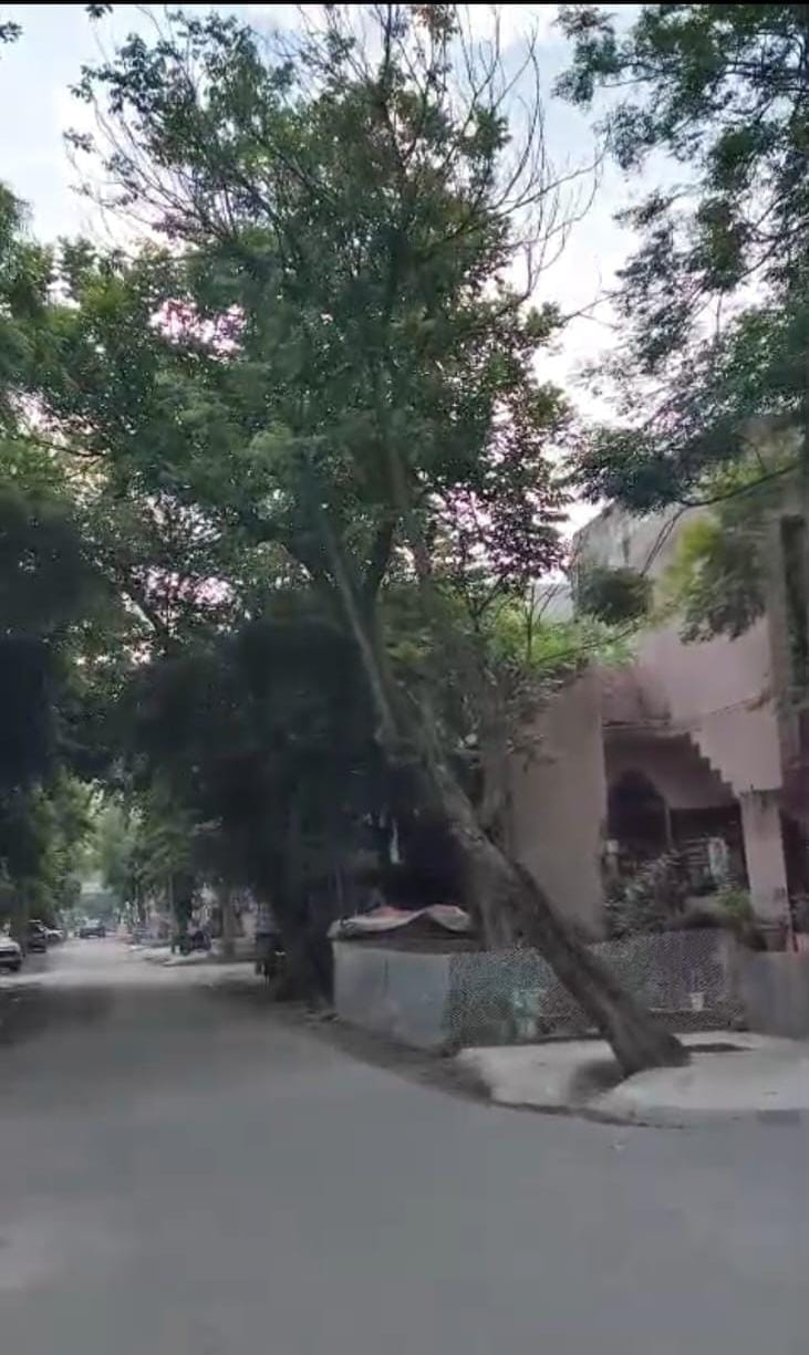 Hear My Voice: Risk of Accident from a Leaning Tree