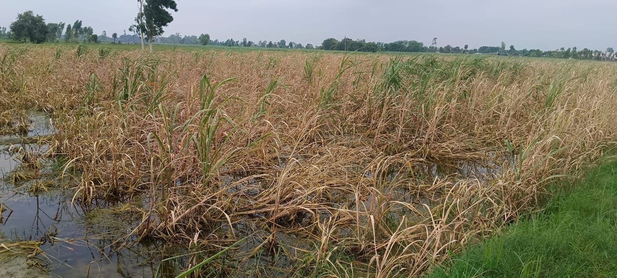 Ganga's water level recedes; rain adds to farmers' woes.