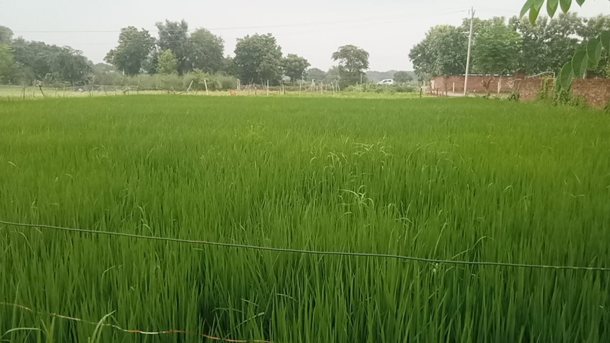 Farmers worried as paddy crop is hit by disease; fears of impact on production