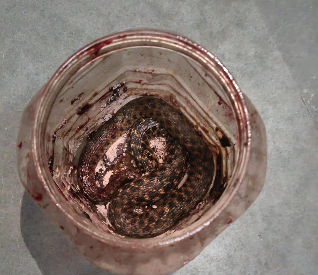 Youth arrives at hospital with a snake in a box; chaos ensues.