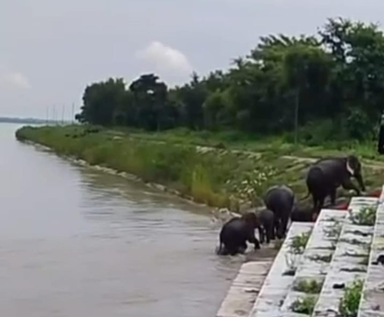 Five elephants trapped in the river's current were swept downstream to the Girijapuri Barrage.