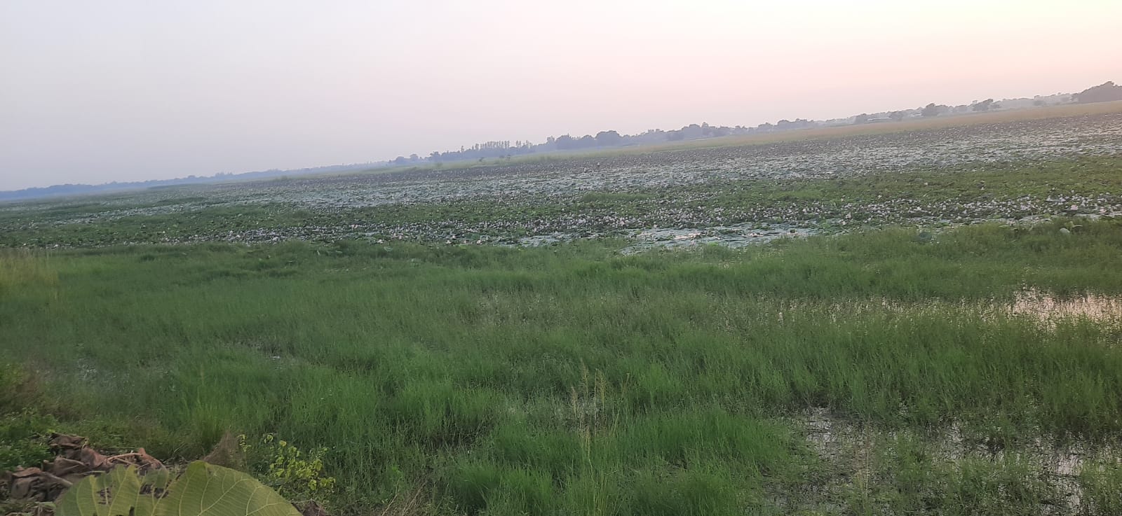 ढढवा ताल