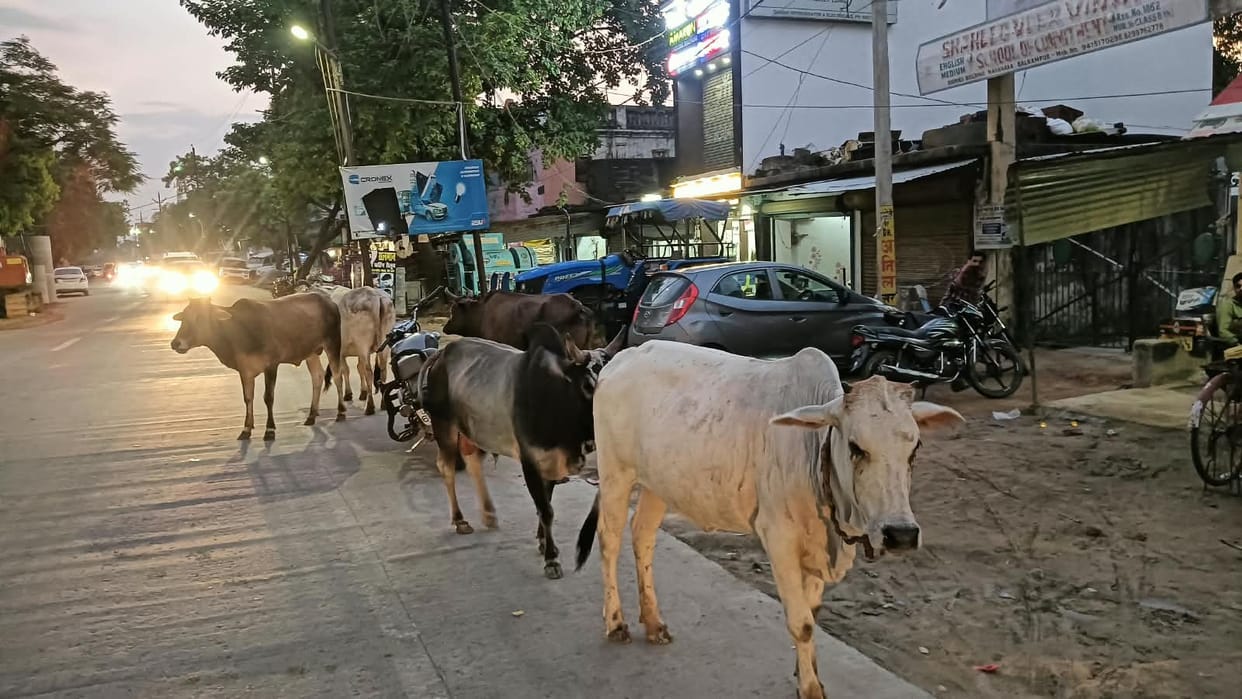 Relief from stray cattle: Two new cattle conservation centers to be set up
