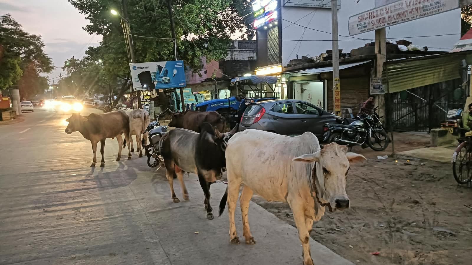 फोटो-24-बलरामपुर के गोंडा रोड पर विचरण करते छुट्टा मवेशी ।-संवाद