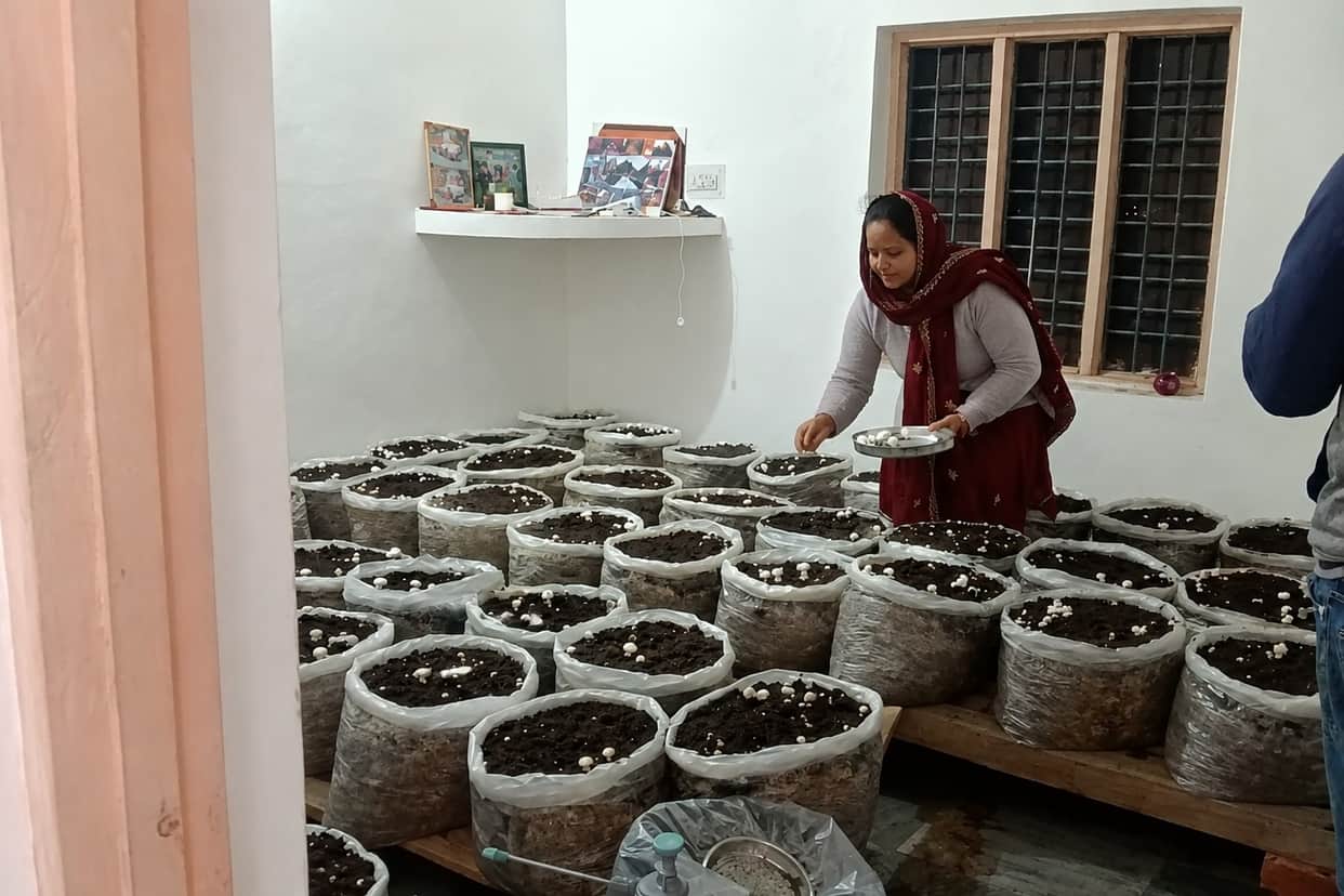 Krishni Devi's income increased through mushroom production.