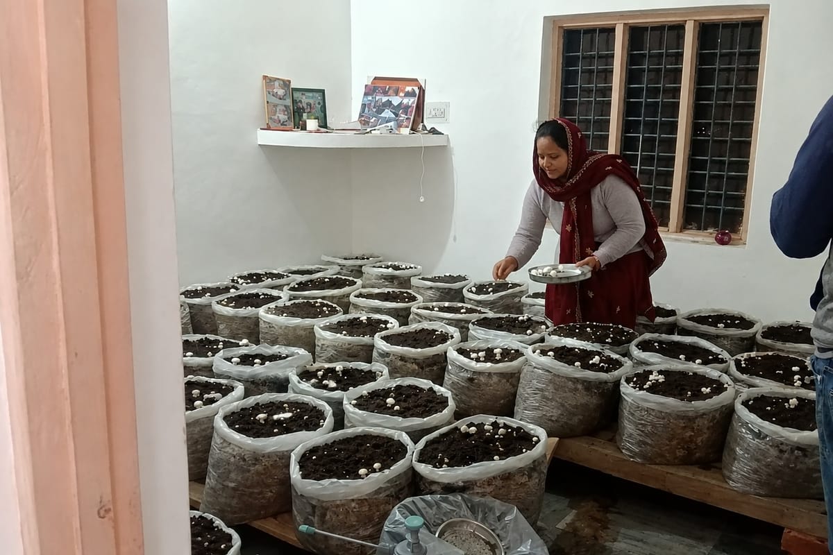 Hamirpur (Himachal) News: मशरूम उत्पादन से बढ़ी कृष्णी देवी की आमदनी