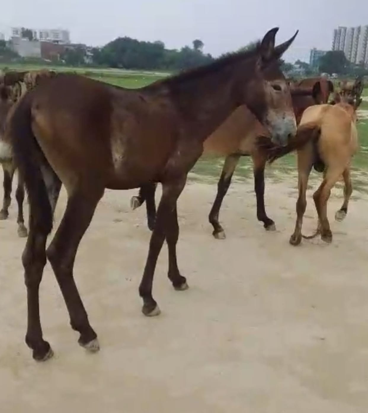 Eight mules tethered in the open stolen