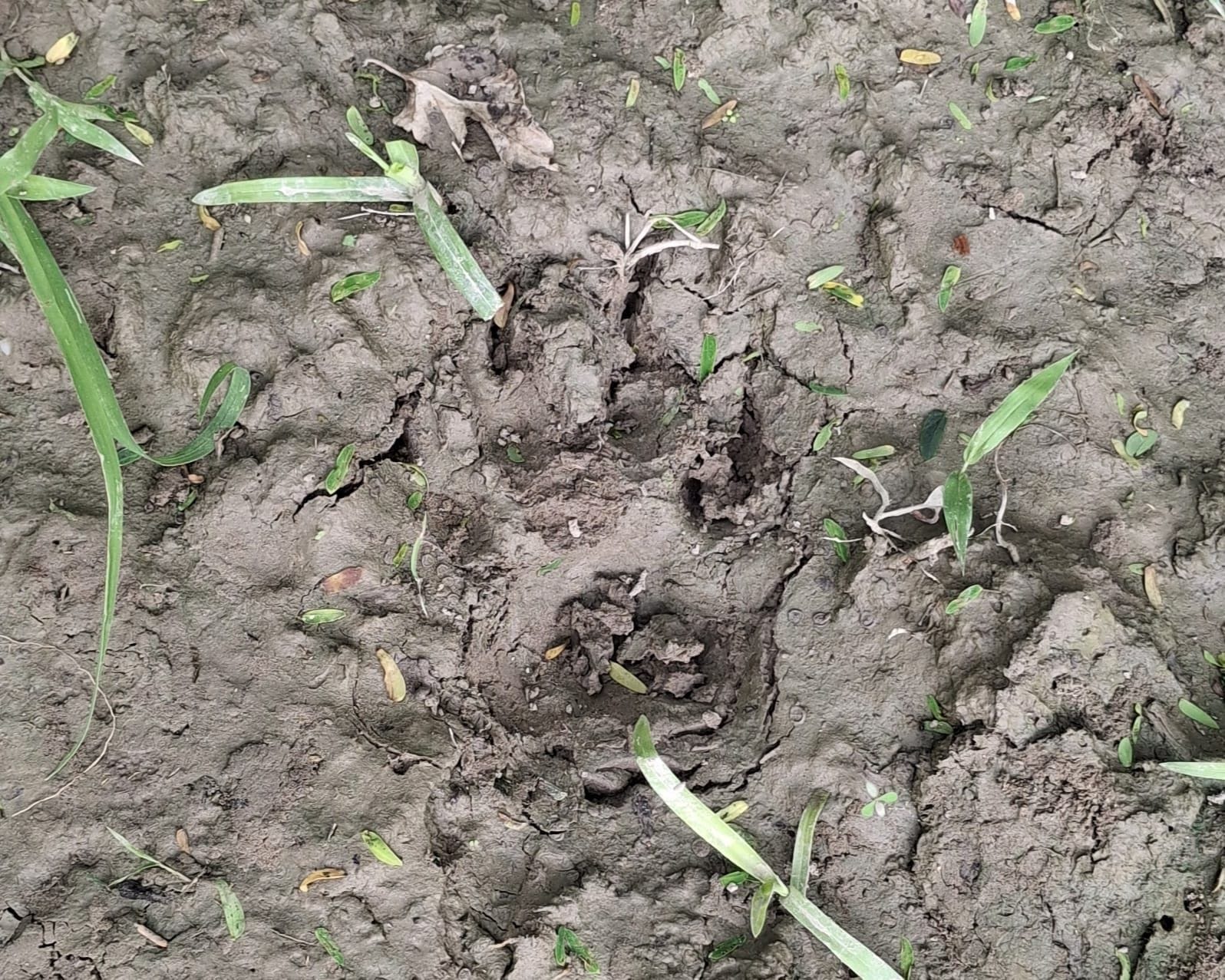 जंगली जानवर के हमले में घायल छांगुर चौहान। 