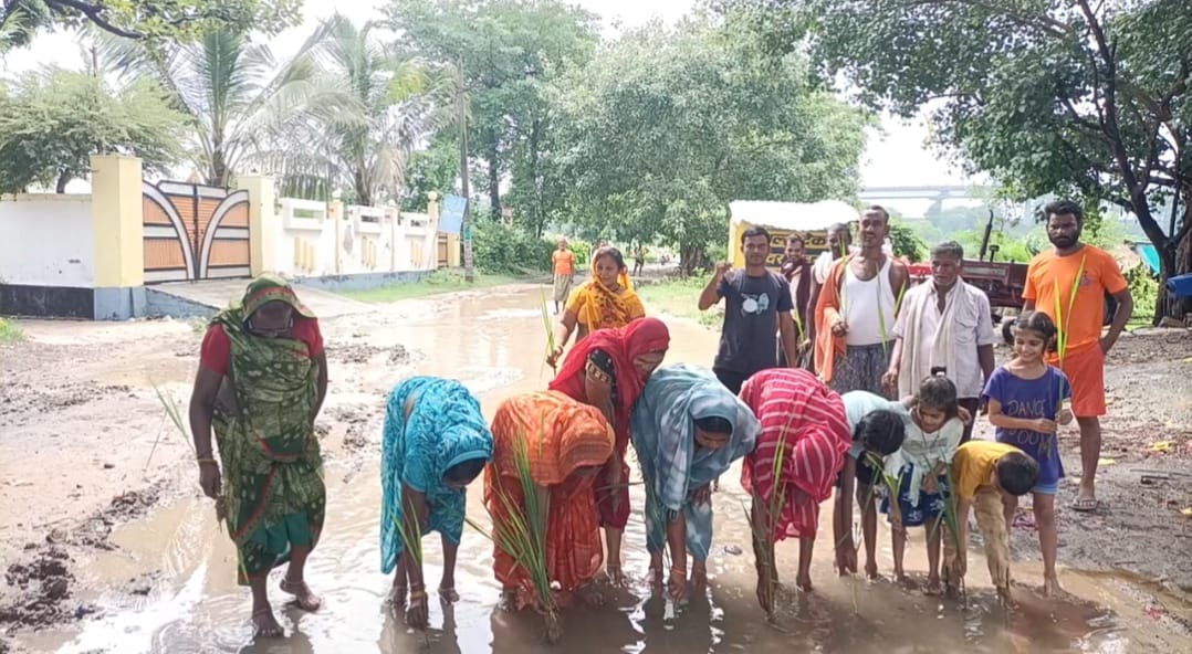 Protest registered by planting paddy on a waterlogged road.