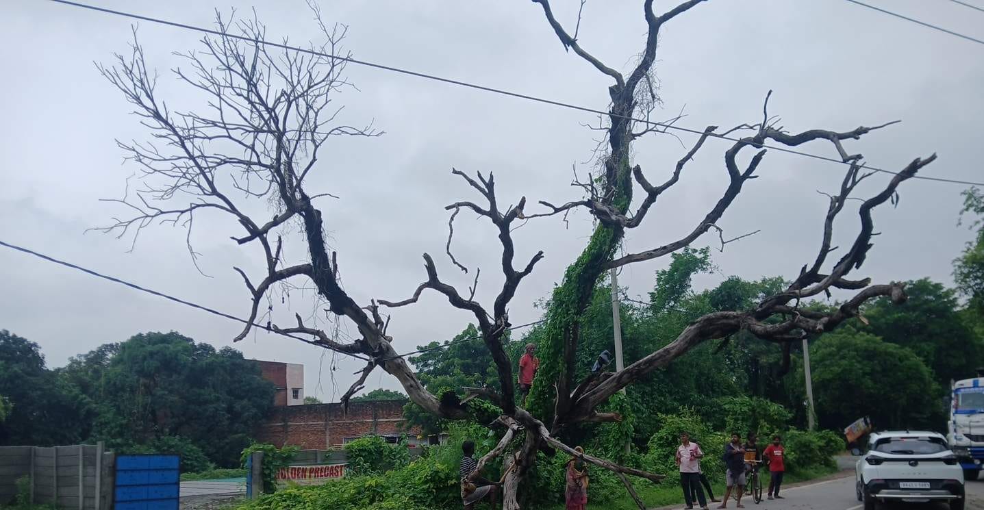 कंदवा के बरूइन में 33 हजार केवीए लाइन पर गिरा पेड़। संवाद