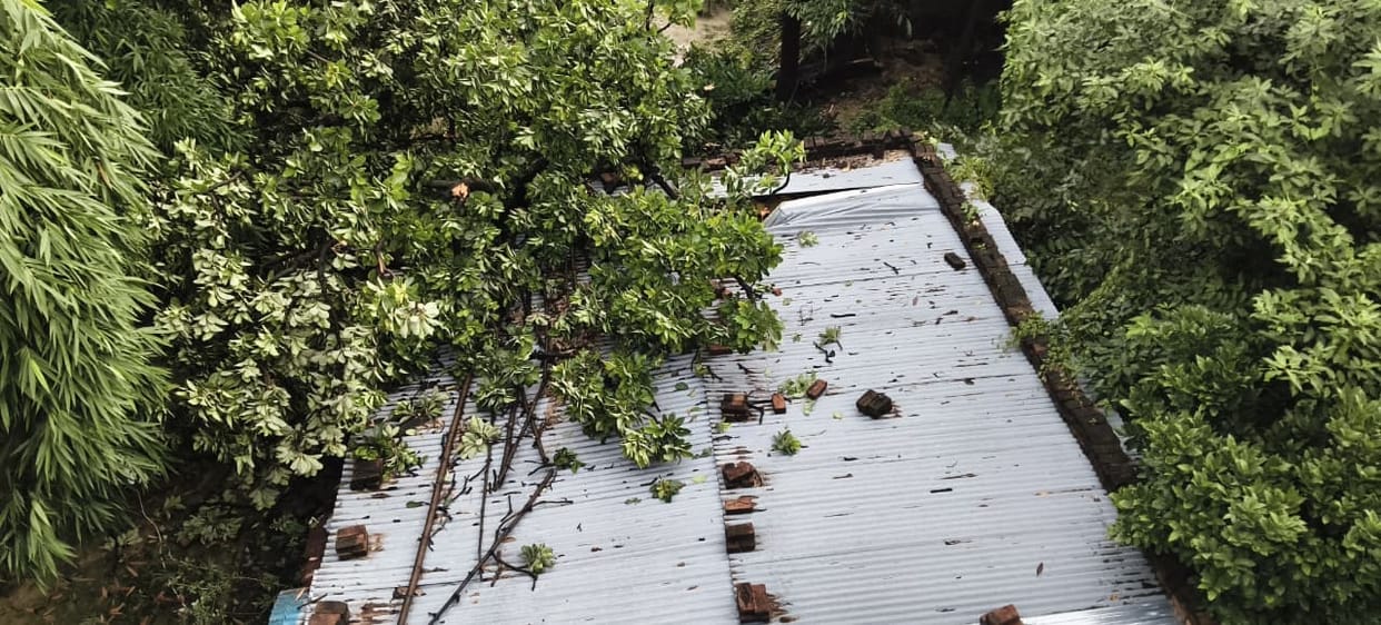 Tree falls during rain; people have a narrow escape.