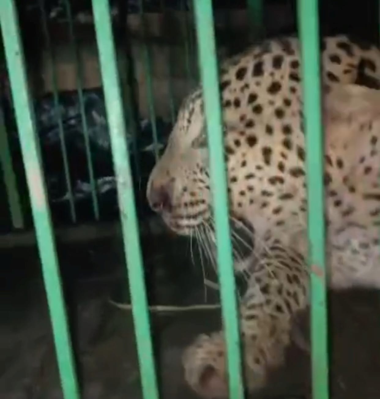 The leopard that had become synonymous with terror has been caged.