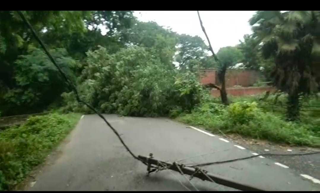 Dried Shisham tree falls on national highway due to rain; power supply disrupted and traffic jam ensues.