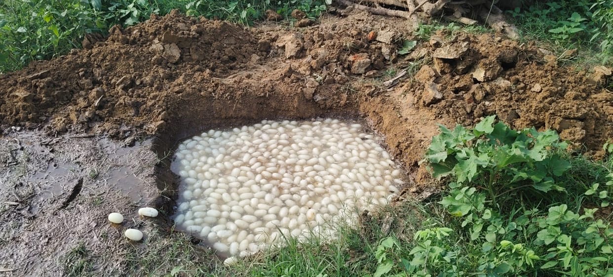 Flies were found in the chhena; 200 kg of chhena was destroyed.
