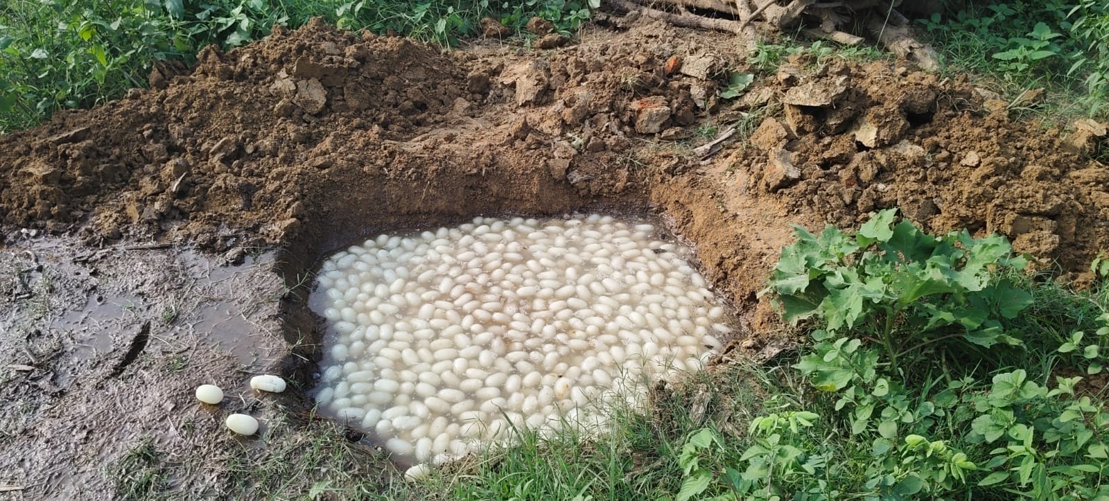 नष्ट कराया गया छेना। संवाद