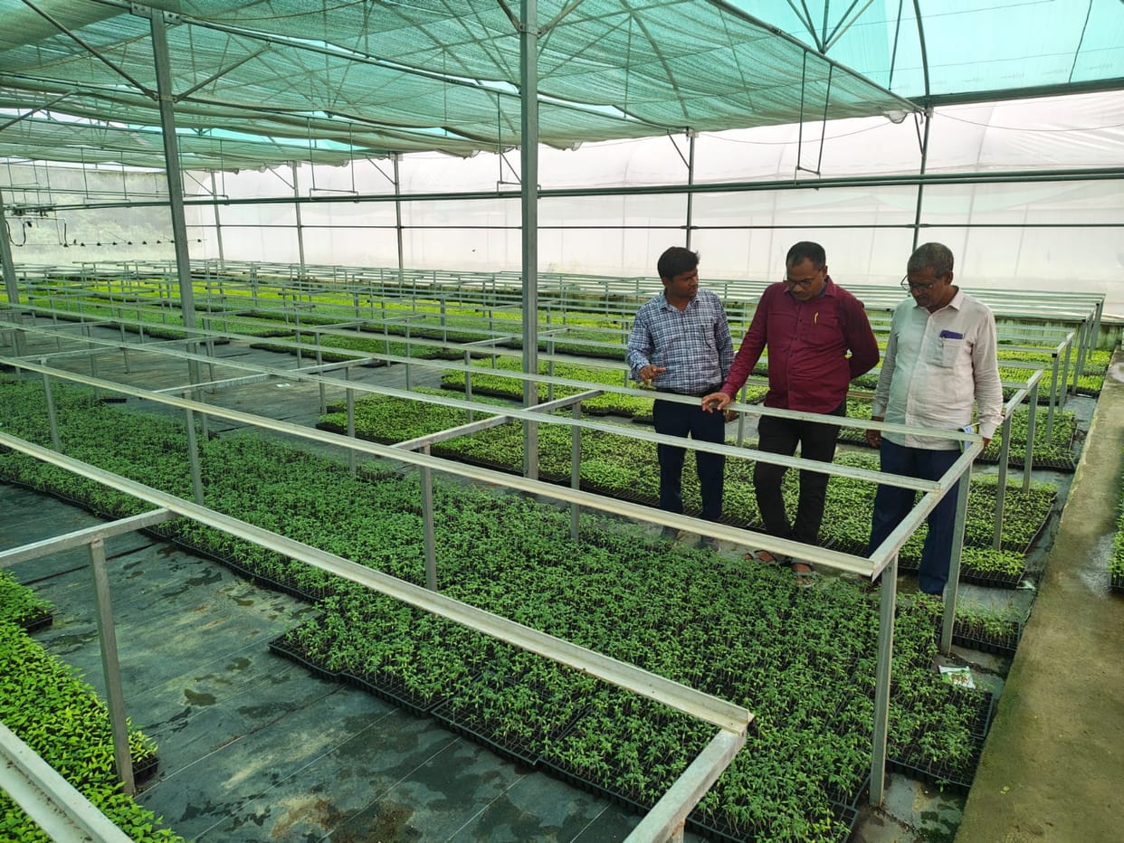 Farmers can obtain vegetable seedlings from high-tech nurseries