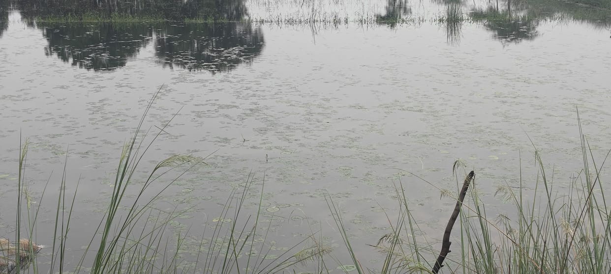 Paddy crop on 2,300 bighas destroyed due to waterlogging.