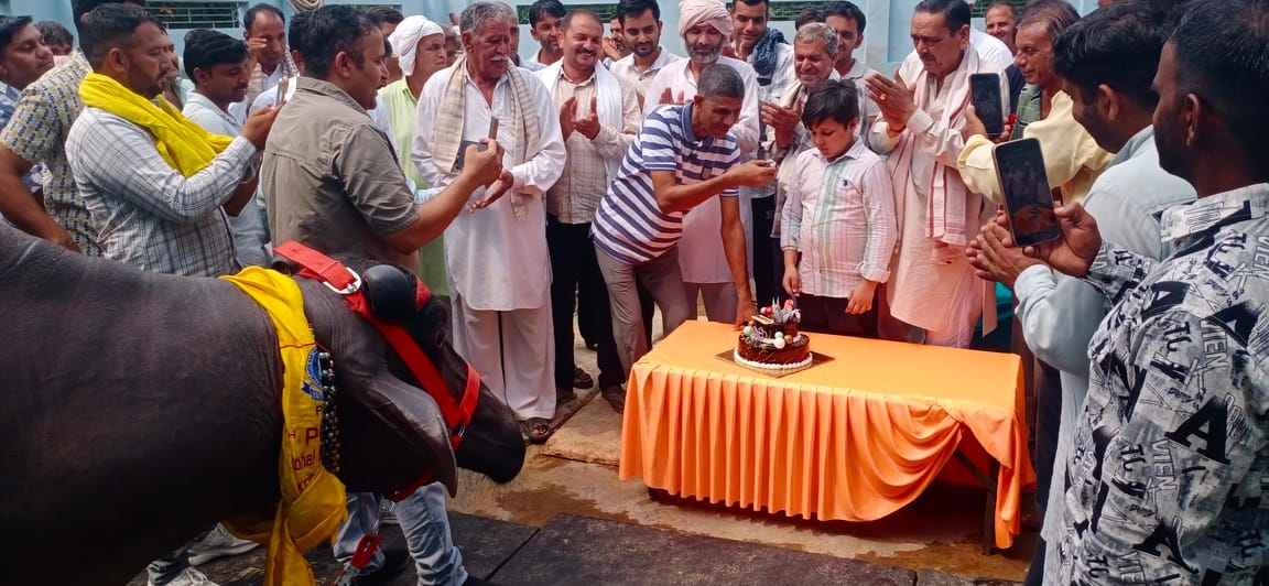 Dharma, a buffalo worth 61 lakh, celebrated its sixth birthday by cutting a cake.
