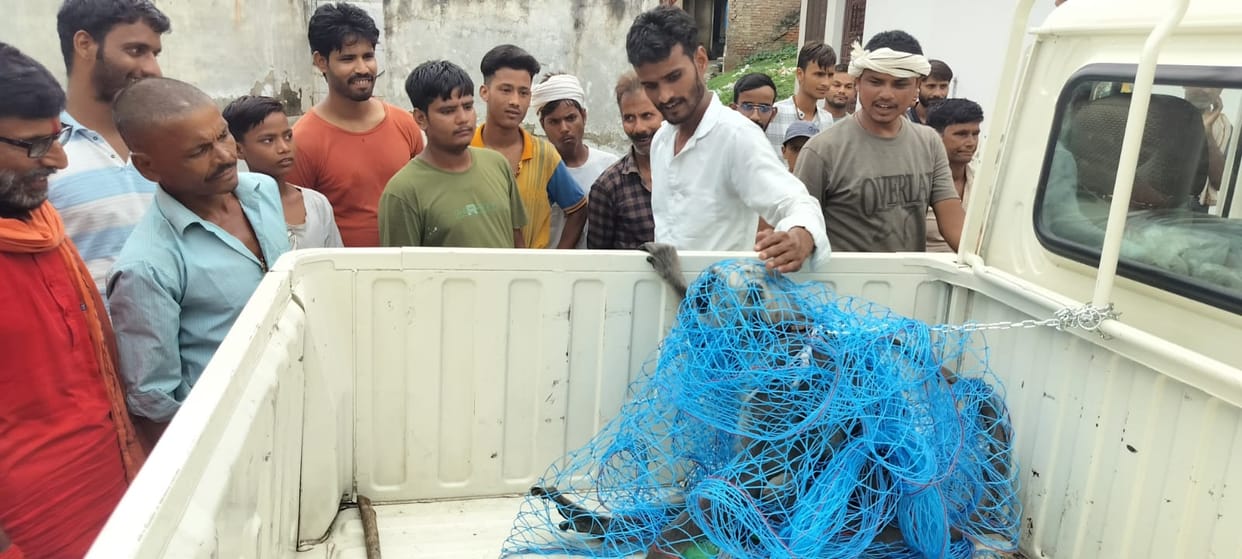 The forest department caught the monkey that had been causing havoc for three days
