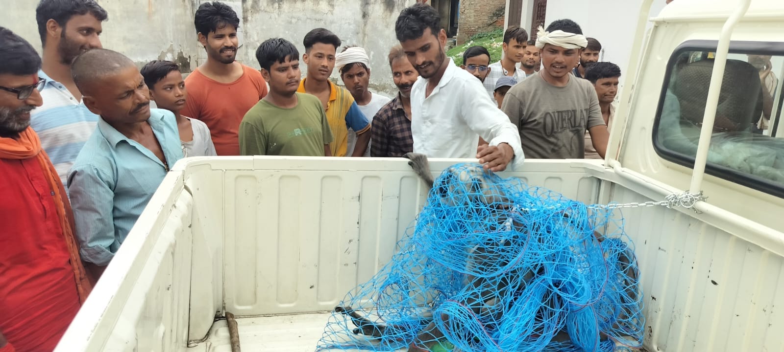 वन विभाग की टीम लंगूर को रेस्क्यू कर जंगल ले जाती। स्रोत: ग्रामीण