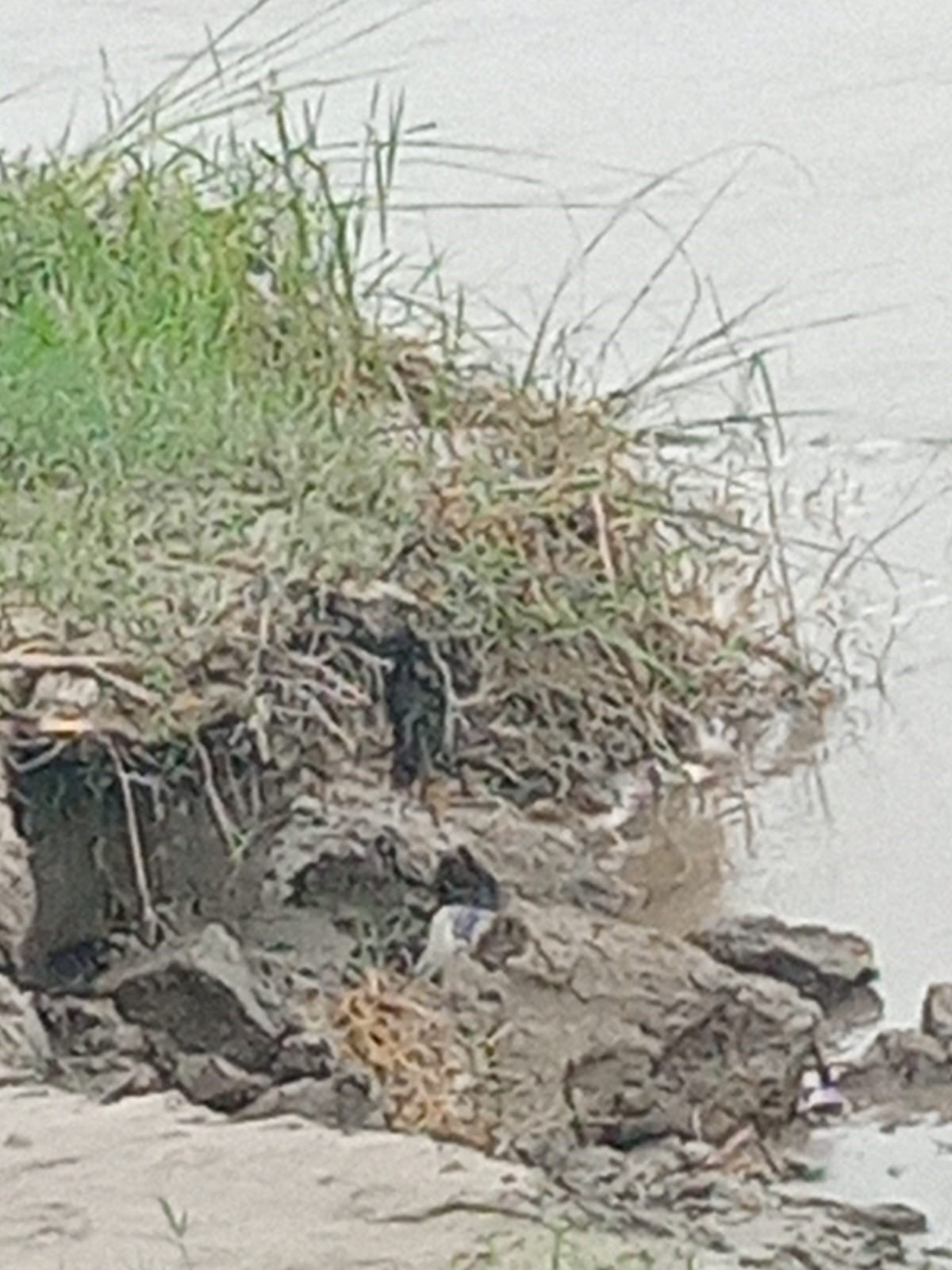 Water level of the Ganges has receded, but fields remain waterlogged.