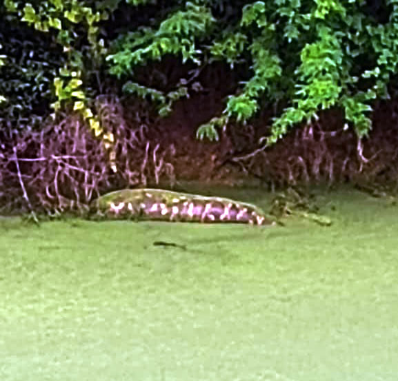 Python leaves pond before rescue operation; panic in the village.