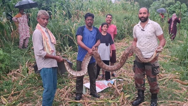 A 12-foot-long python was found clutching a peacock in Chakmoh, and the peacock died.